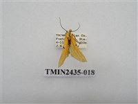 藏品(緣點苔蛾)的圖片